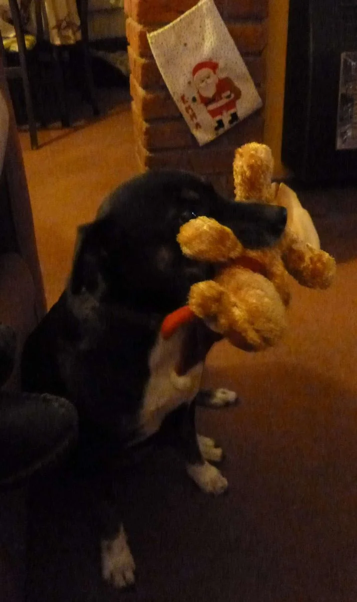 Saffi and xmas dog 1.webp