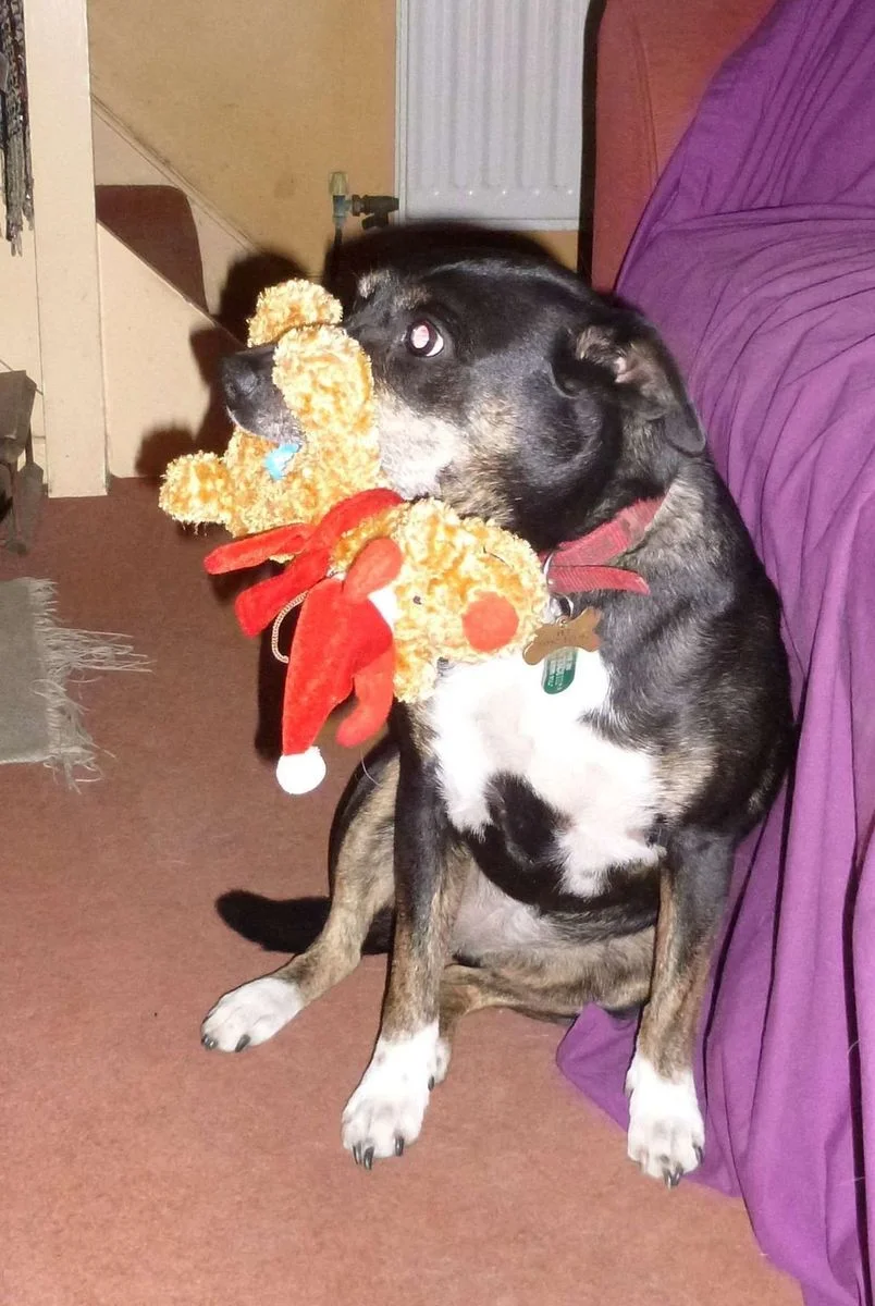 Saffi and xmas dog 2.webp