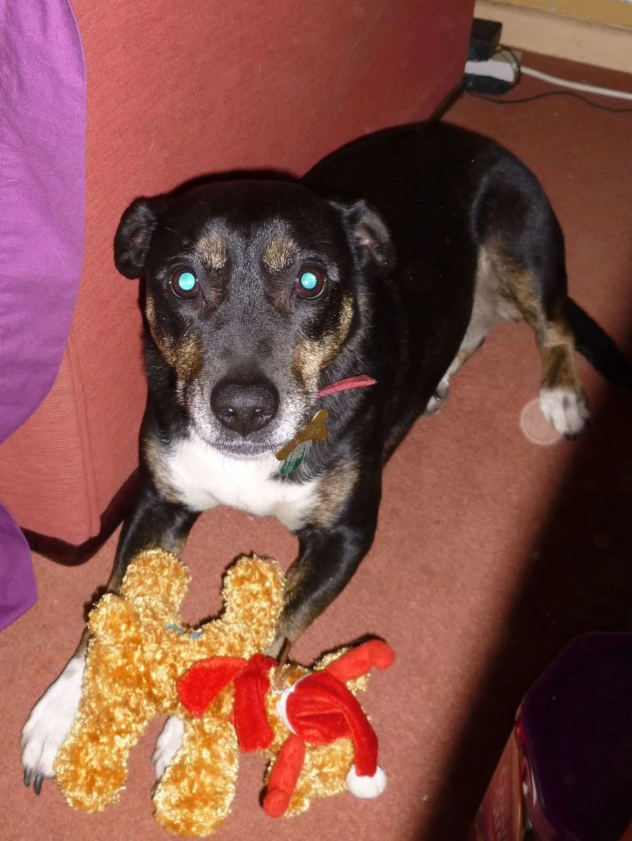 Saffi and xmas dog 3.webp