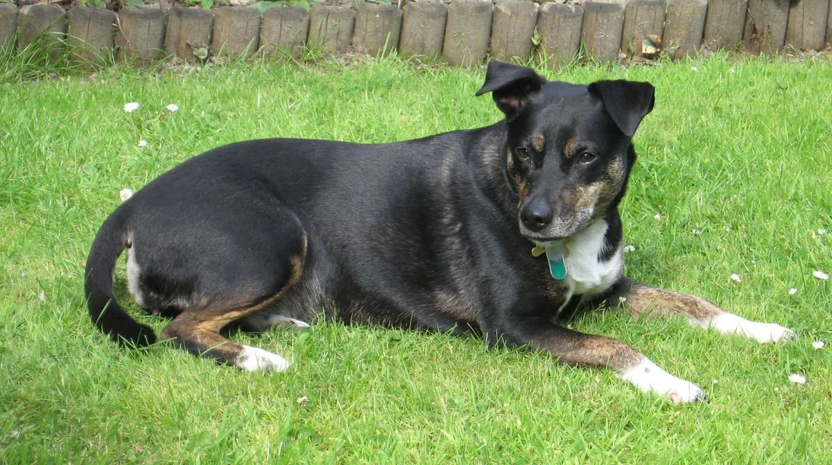 Saffi in the garden July 12.webp