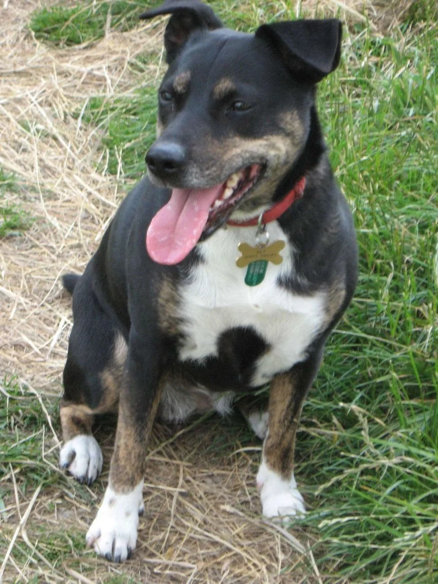 Saffi sitting.webp