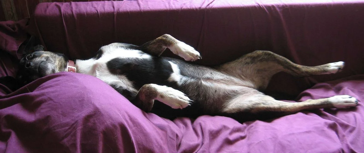 Saffi the tart July 12.webp
