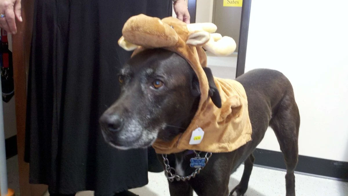 Sam Moose.webp