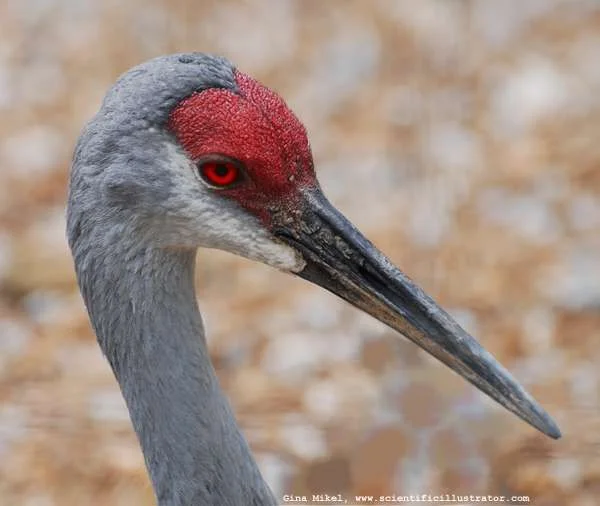 sandhill-crane-0224-600w-scill.webp