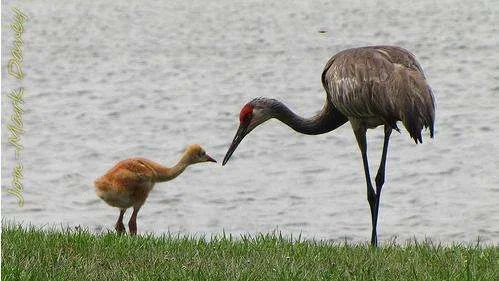 sandhill crane and baby.webp