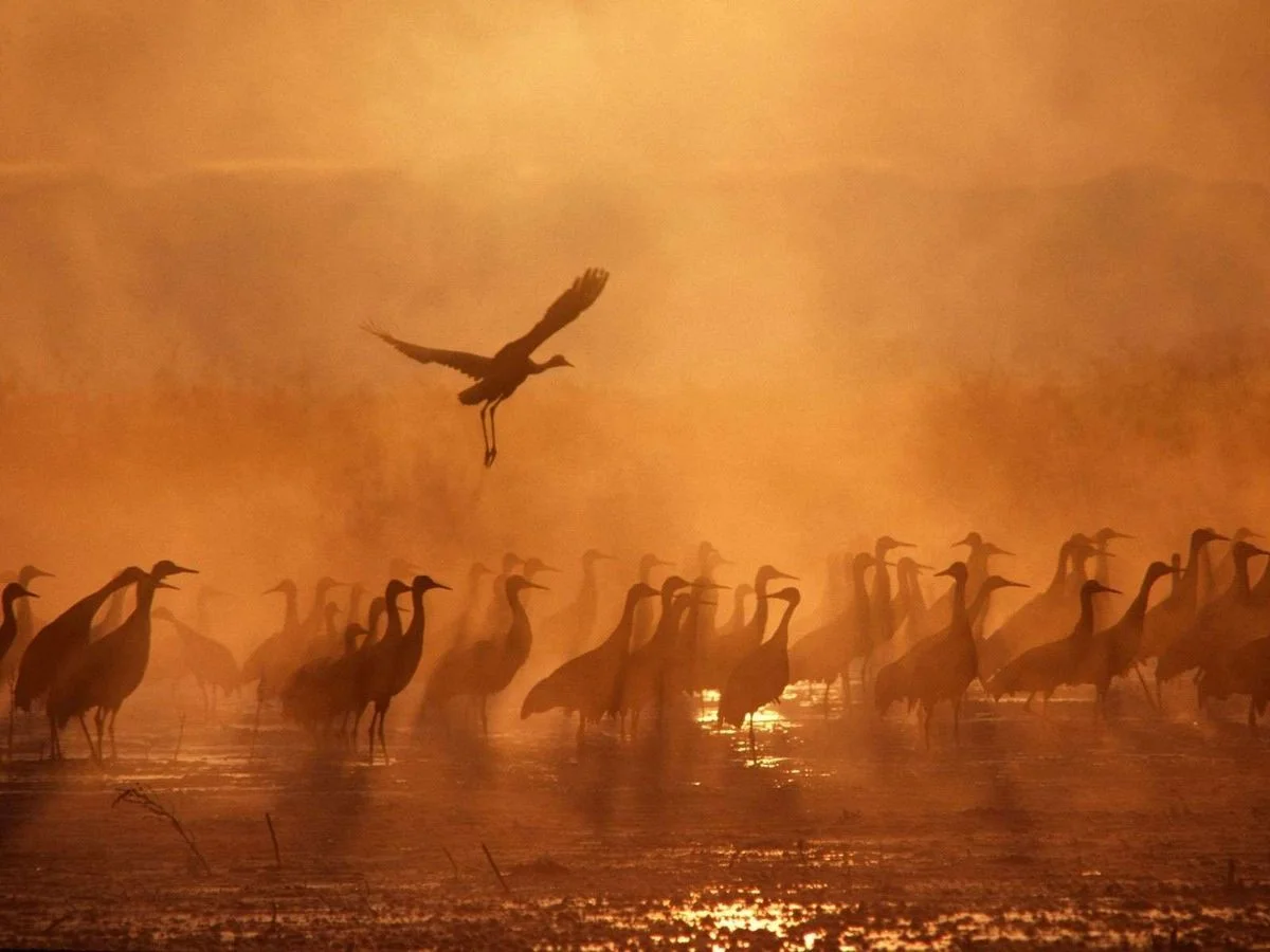 Sandhill Cranes.webp