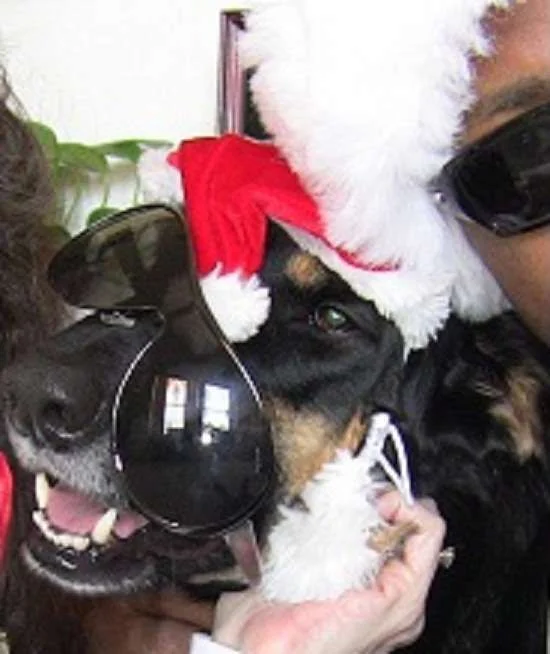 Sasha Christmas 2011.webp