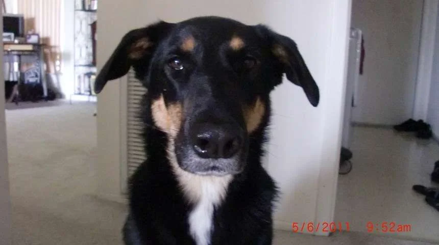 Sasha Service Animal.webp