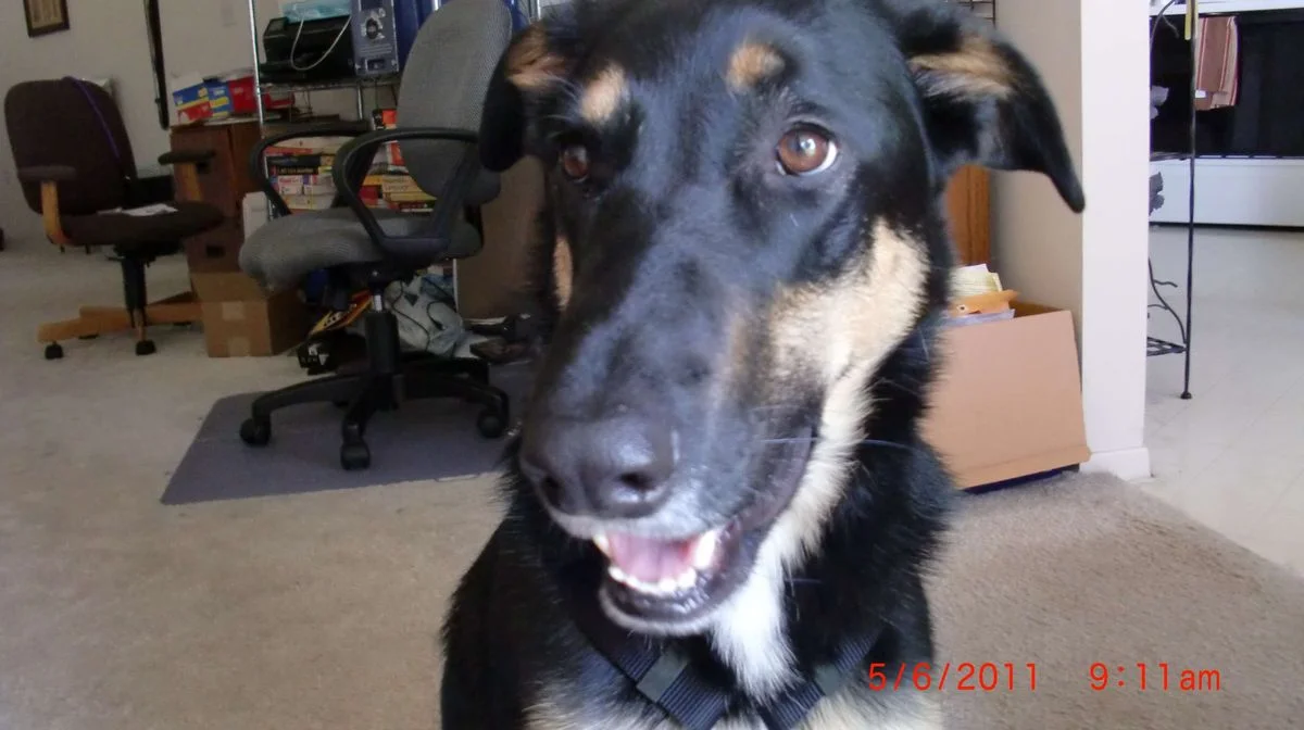 Sasha Smiling1.webp