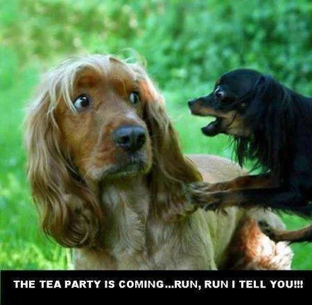 scared-dog.webp