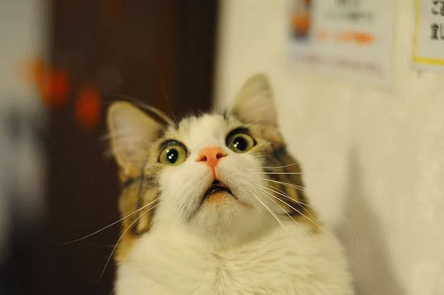 scared_cat_0.webp