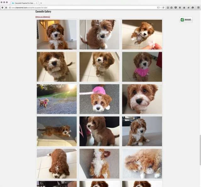 Screen Shot 2015-07-29 at 1.45.10 pm.webp