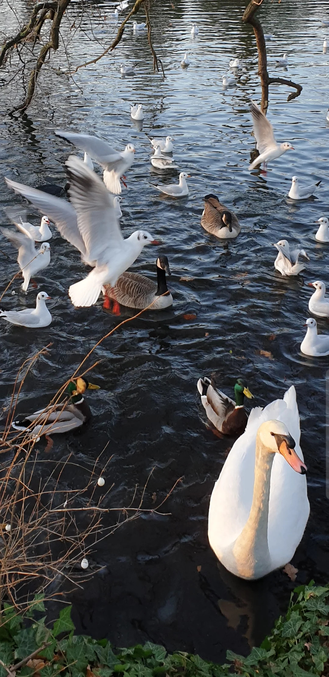 Screenshot_20191209-202304_Gallery.webp