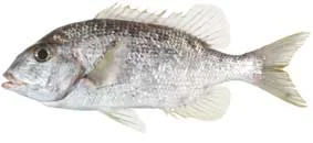 sea bream.webp