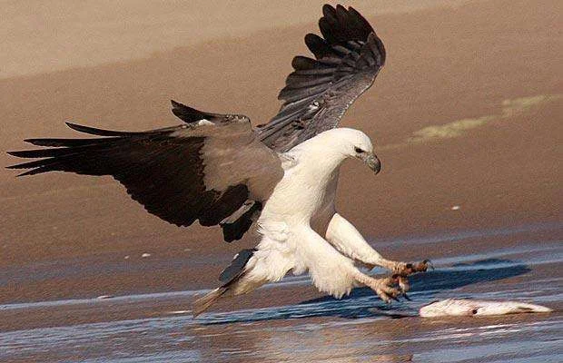 sea-eagle.webp