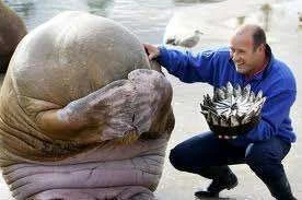 sea lion.webp
