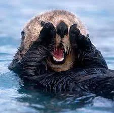 sea otter.webp