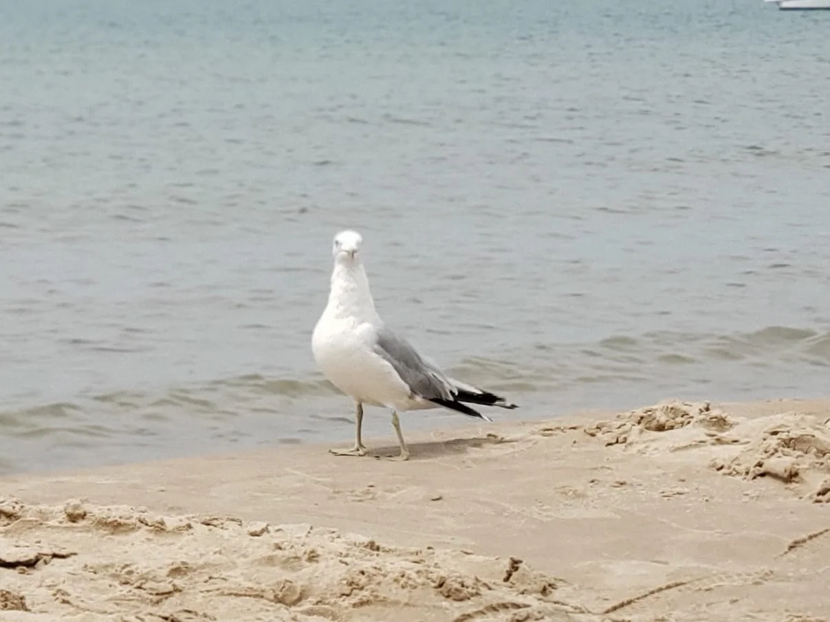 seagu;;.webp