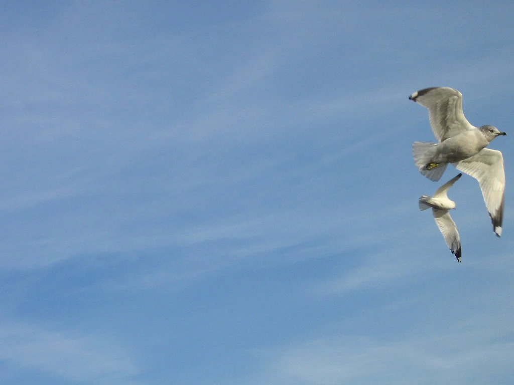 seagulls03.webp