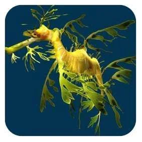 seahorse0.webp