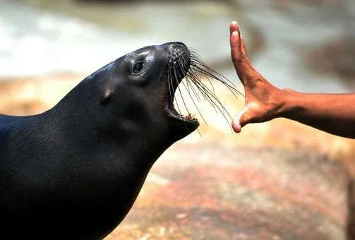 seal.webp
