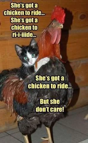 Shes got a chicken to ride.webp