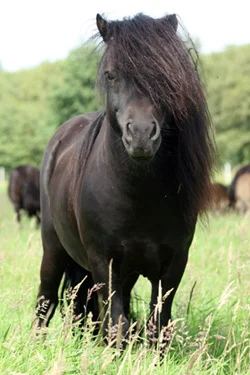 shetty.webp