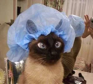 shower caps for cats.webp
