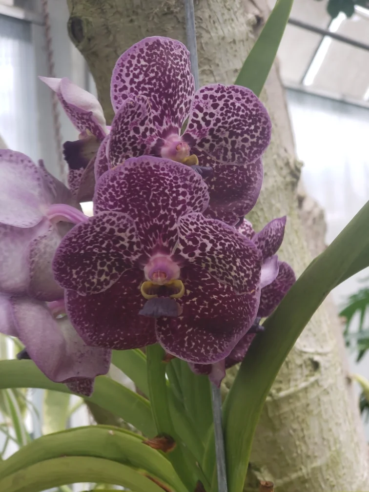 Shower Flower.webp