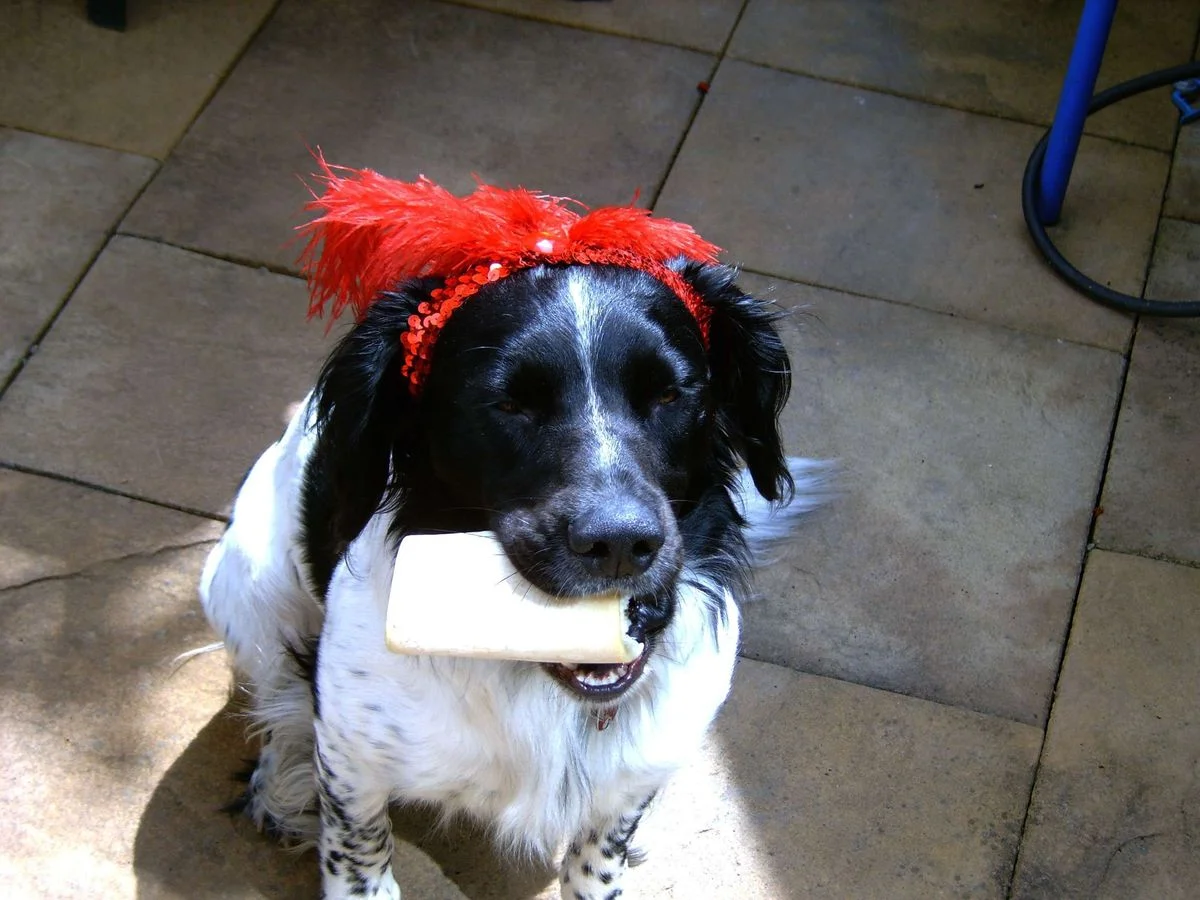 Showgirl Max.webp