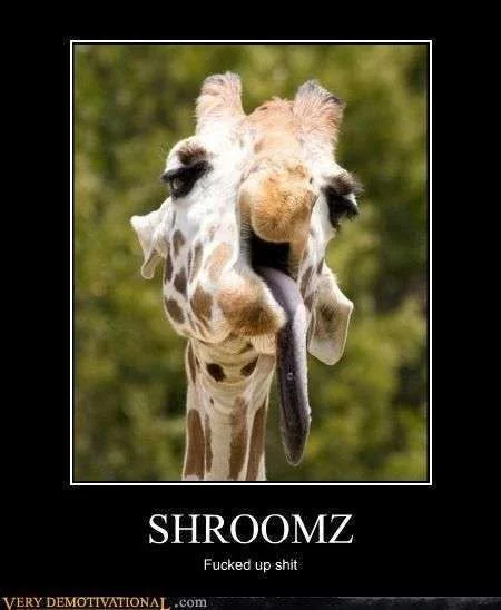 shroomz.webp