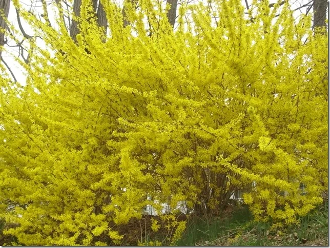 shrub.webp