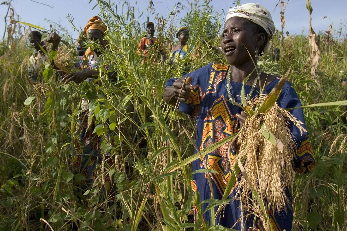 Sierra-Leona-arroz-Peter-DiCampo.webp
