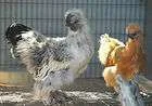 silkie.webp
