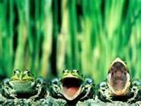 singing frogs.webp