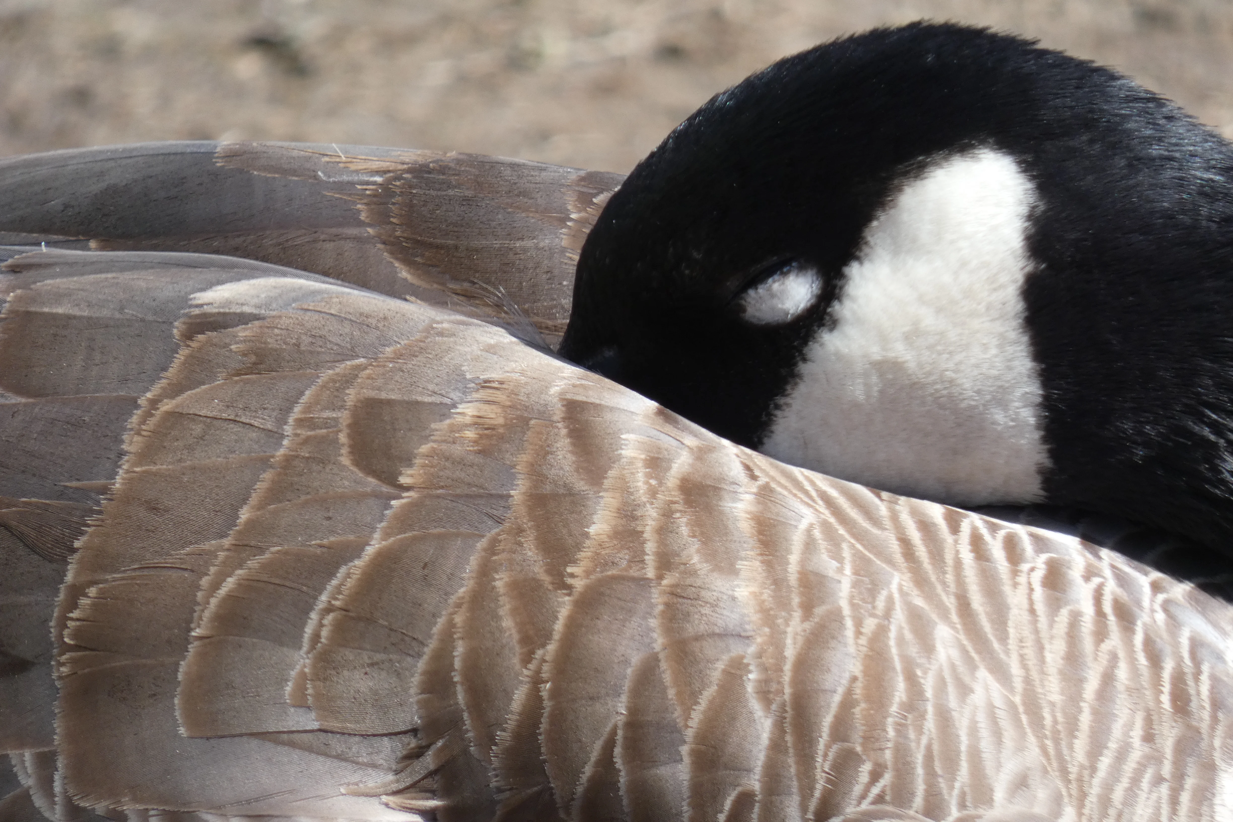 Sleeping goose.webp