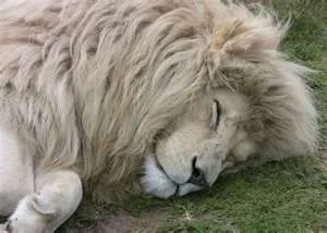 sleeping lion.webp