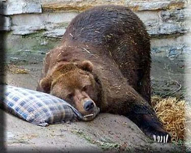 sleepingbear.webp