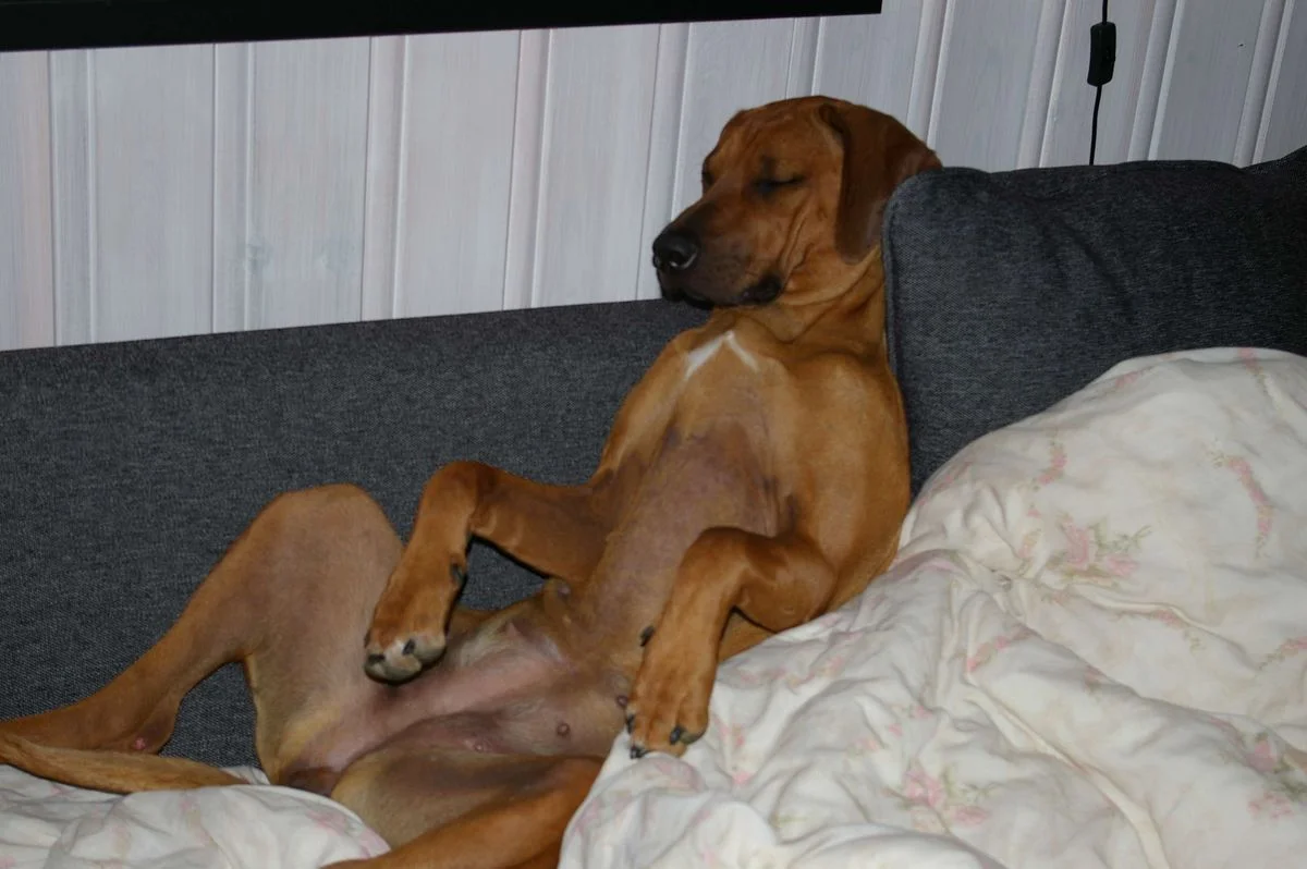 sleepng red.webp