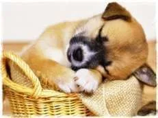 sleeptight1.webp
