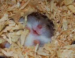 sleepy hamster.webp
