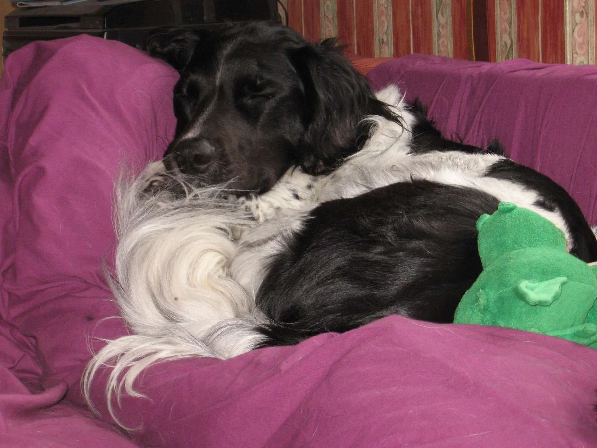 Sleepy Max Jul 12.webp