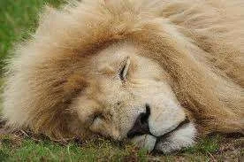 sleepy.webp