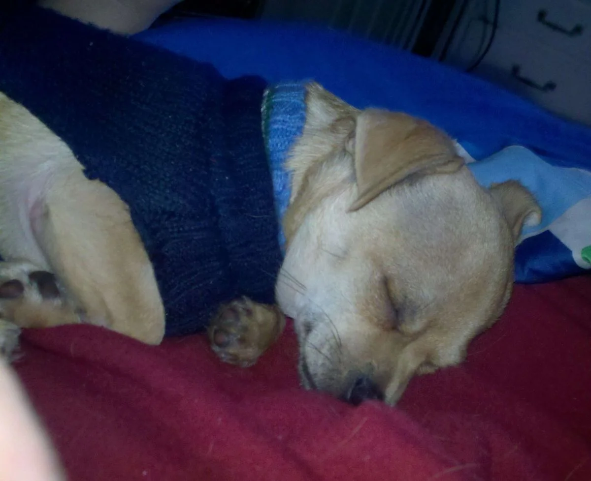 Sleepy.webp