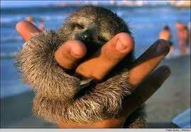 sloth hand hugs.webp