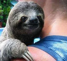 sloth happy hugs.webp