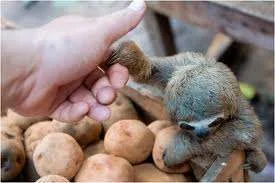 sloth helping hand.webp