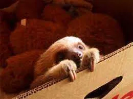 Sloth.webp