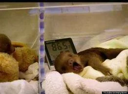 sloth.webp