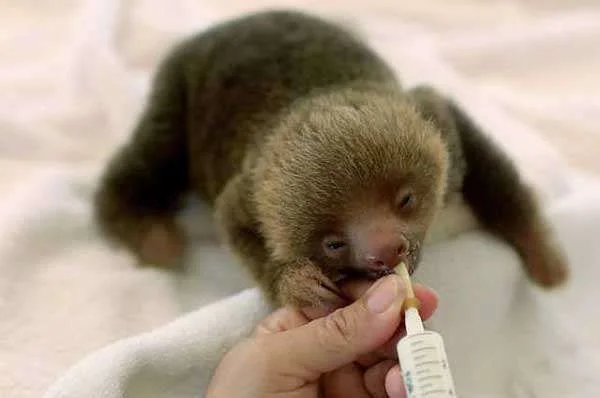 slothbaby.webp